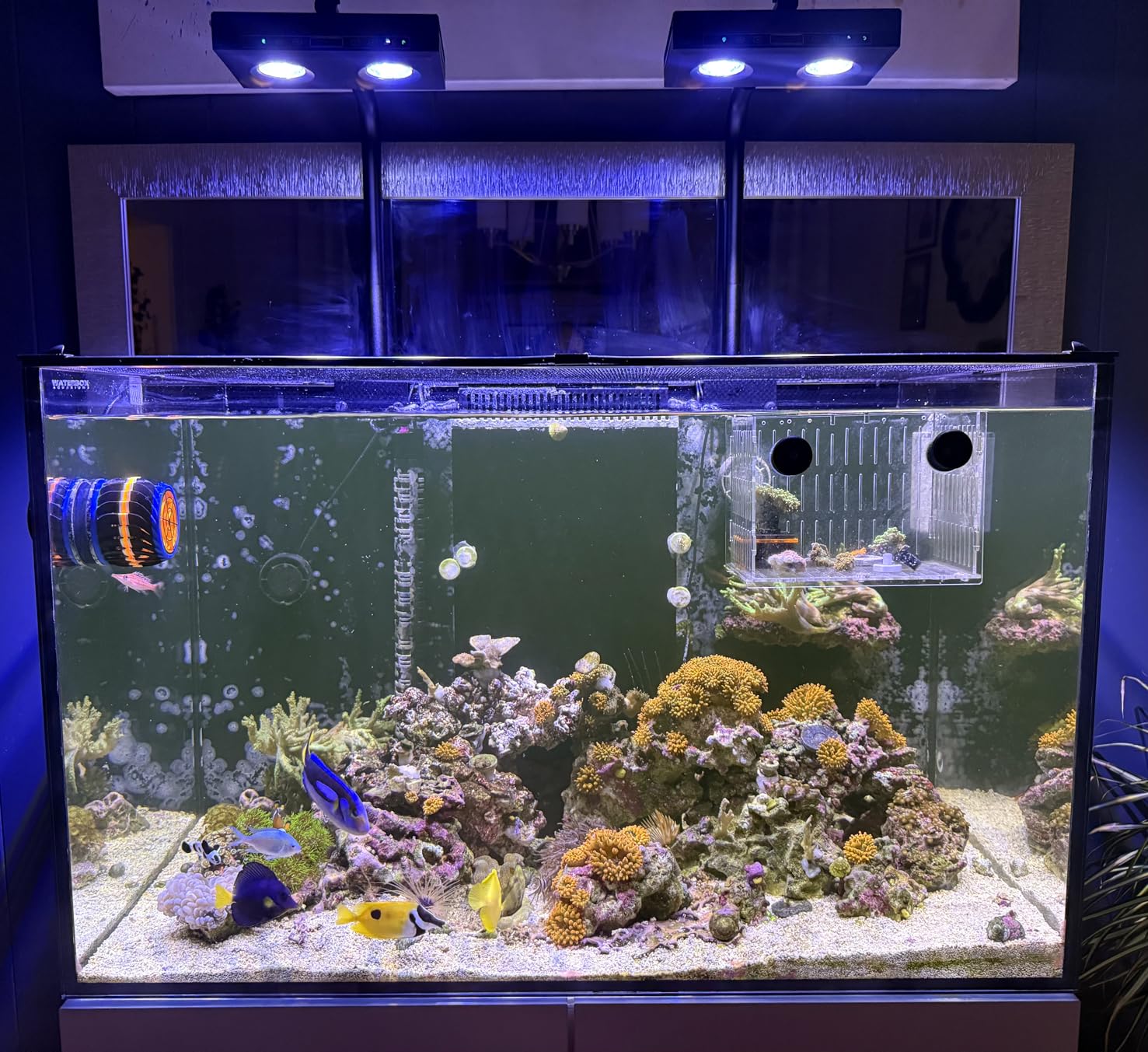 Aqua Marine Tank - Hochleistungs-DIY-Spektrum 90W G5 Aqua Star Timer
